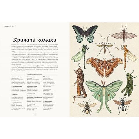 Книга "Анімаліум" - Брум Дженни Превью 5